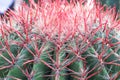 Green cactus with long red thorn patterns on background Royalty Free Stock Photo