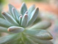 Close up of a green cactus Pachyphytum fittkaui , succulent desert plants in garden with blurred background Royalty Free Stock Photo