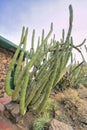 Close up of a green cactus plant growing on dry arid soil in Tucson Arizona