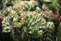 Close-up of a green cactus plant with jagged surface spines.