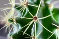 Close-up of a green cactus with sharp spikes. macrophoto