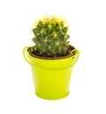 Close up of a green cactus in a small bucket isolated on a white Royalty Free Stock Photo
