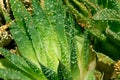 Close Up of a Green Cactus or Succulent Leaf With Tiny Spikes and Thorns Royalty Free Stock Photo