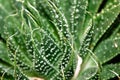 Close Up of a Green Cactus or Succulent Leaf With Tiny Spikes and Thorns Royalty Free Stock Photo