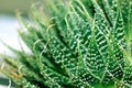 Close Up of a Green Cactus or Succulent Leaf With Tiny Spikes and Thorns Royalty Free Stock Photo