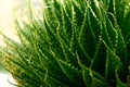 Close Up of a Green Cactus or Succulent Leaf With Tiny Spikes and Thorns Royalty Free Stock Photo