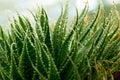 Close Up of a Green Cactus or Succulent Leaf With Tiny Spikes and Thorns Royalty Free Stock Photo