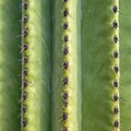 Close Up Green Cactus Surface with Sharp Spikes in Natural Sunlight Royalty Free Stock Photo