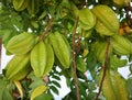 Close-up on the green carambola Organic fruit The fruit that is useful on the tree is fresh.
