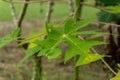 Close up of green cassava leaves in the garden Royalty Free Stock Photo