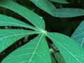 A Close up of green cassava leaves in the garden, fresh natural vegetables leaves