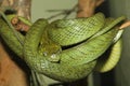 close up green cat eye snake on tree in thailand Royalty Free Stock Photo