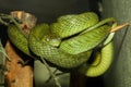 close up green cat eye snake on tree in thailand Royalty Free Stock Photo