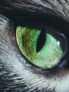 Close Up Green Cat Eyes. Macro Shoot