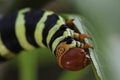 Green Caterpillar Royalty Free Stock Photo