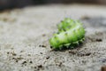 Green caterpillar crawling on a rock