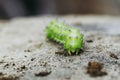 Green caterpillar crawling on a rock