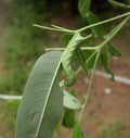 Close up of a green caterpillar ready to eat from the underside of a green leaf