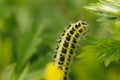 Close Up of a Green Caterpillar