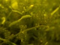 Close up green Caulerpa lentillifera is a species of bryopsidale green algae from coastal regions in the Indo-Pacific.