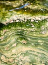 Close up green chalcedony Gemstone texture