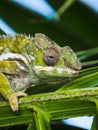 Close-up of a Green Chameleon perching on palm tree leaf in Mauritius