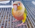 A close up of a Green Cheek Conure, a beautiful small parrot