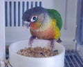 A close up of a Green Cheek Conure, a beautiful small parrot perching on the bowl of seeds