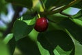 Green cherry tree with ripe large red cherry berries on a Sunny summer day Royalty Free Stock Photo