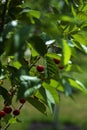 A tree with red juicy cherry berries on a Sunny summer day Royalty Free Stock Photo