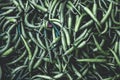Close up of green chili peppers. Green food pattern Royalty Free Stock Photo