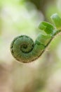 Close-up of green Christmas tree fern fiddlehead with unfurling leaves and silvery hairs on curved stem Royalty Free Stock Photo