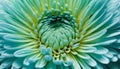 Close up of green chrysanthemum flower. Macro. Generative AI