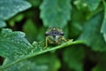 Close up of a green cicada insect bug on a plant Royalty Free Stock Photo