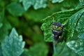 Close up of a green cicada insect bug on a plant Royalty Free Stock Photo