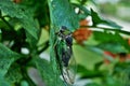 Close up of a green cicada insect bug on a plant Royalty Free Stock Photo