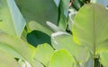 Close up green cigar leaf, calathea luted Aubl.