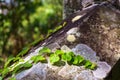 Close up of green climber plant