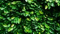 Close up of green climbing fig cover on house wall Royalty Free Stock Photo