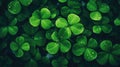 Close-up of green clover leaves with water droplets Royalty Free Stock Photo