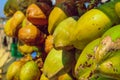 Close up of green coconut,Group of green coconuts textured background,Stack of green coconuts Royalty Free Stock Photo