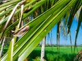 Close-up green coconut leaves and dark brown coconut leaves against the background of rice fields and blue sky on a sunny day Royalty Free Stock Photo