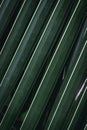 Close up green coconut leaves. Royalty Free Stock Photo