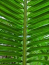 Close up of green coconut leaves. Royalty Free Stock Photo