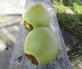 Close-up of green coconuts on stone bench. Martinique, French West Indies. Tropical culture Royalty Free Stock Photo