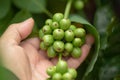 Close up green coffee beans robusta on tree