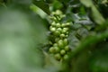 Close up green coffee beans robusta on tree Royalty Free Stock Photo