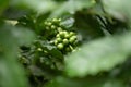 Close up green coffee beans robusta on tree Royalty Free Stock Photo