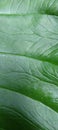 a close up of green coffee leaf surface