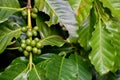 Close up Green coffee on the tree in nature Royalty Free Stock Photo